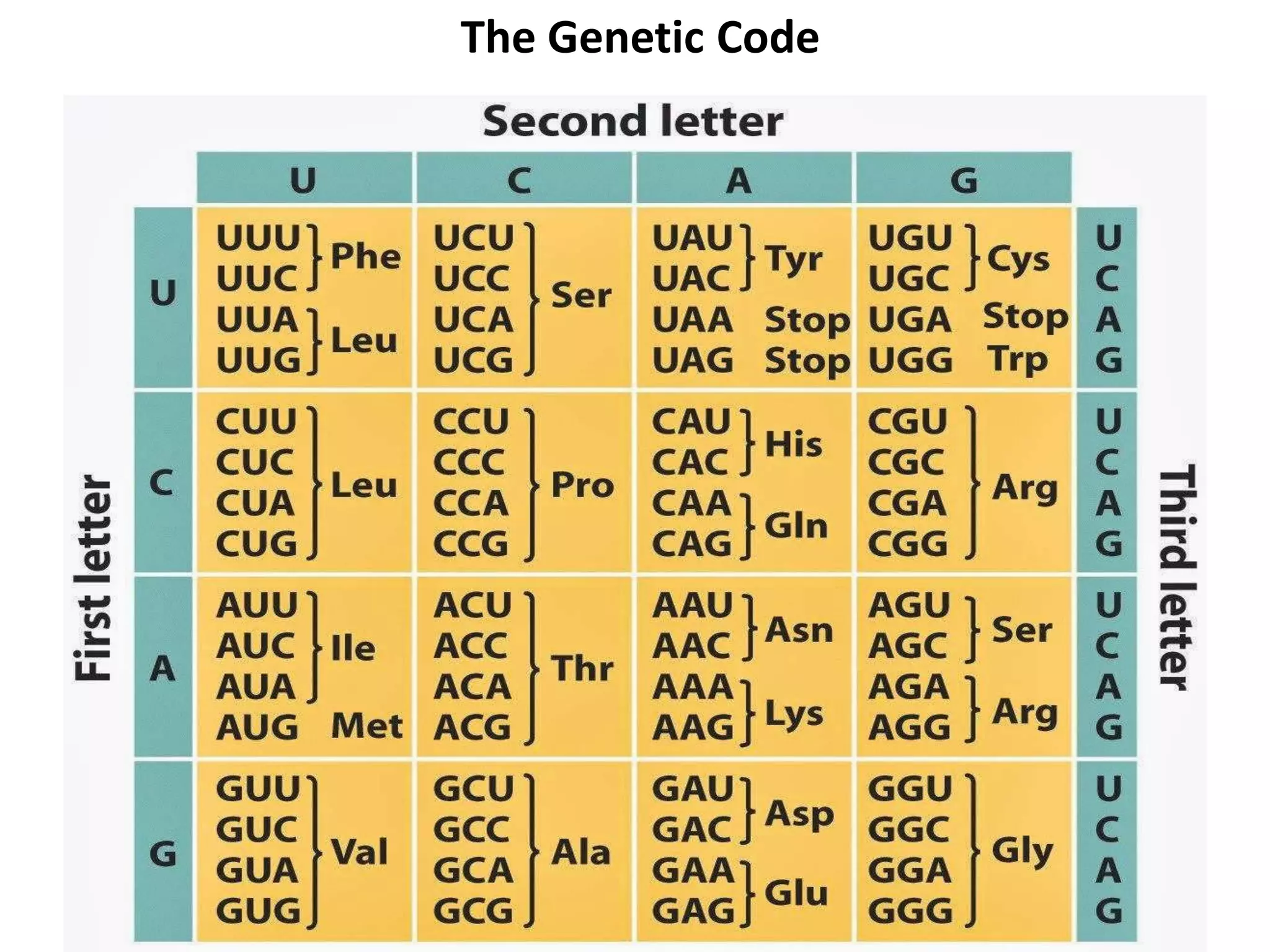 The Genetic Code
 