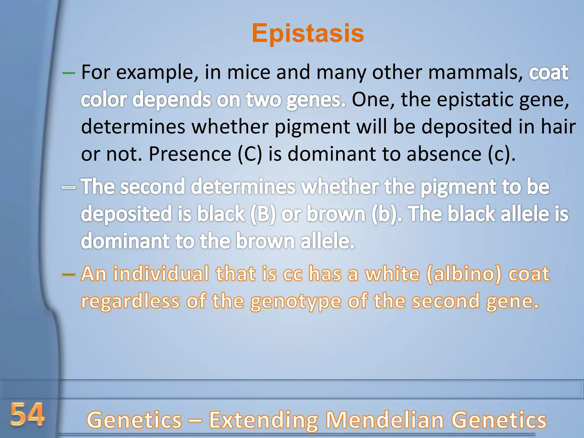 Epistasis
– For example, in mice and many other mammals,
One, the epistatic gene,
determines whether pigment will be deposited in hair
or not. Presence (C) is dominant to absence (c).
 