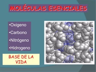 MOLÉCULAS ESENCIALES

•Oxigeno
•Carbono
•Nitrógeno
•Hidrogeno

BASE DE LA
  VIDA
 