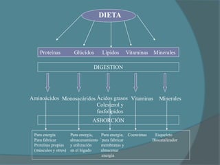 DIETA




    Proteínas           Glúcidos        Lípidos     Vitaminas     Minerales

                                 DIGESTION




Aminoácidos Monosacáridos Ácidos grasos Vitaminas                    Minerales
                          Colesterol y
                          fosfolípidos
                                 ASBORCIÓN

 Para energía         Para energía,     Para energía, Coenzimas    Esqueleto
 Para fabricar        almacenamiento   `para fabricar             Biocatalizador
 Proteínas propias    y utilización     membranas y
 (músculos y otros)   en el hígado     almacenar
                                        energía
 