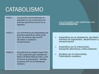 CATABOLISMO
FASE I:    Las grandes macromoléculas se
           degradan en sus monómeros con
           enzimas específicos Ocurre en la        Las principales rutas catabólicas son
           digestión.                               CONVERGENTES:


FASE II:   Los monómeros son degradados por
           procesos específicos hasta Acetil-
           CoA. Se produce algo de ATP.            Anaeróbica (en el citoplasma): glucólisis,
           Glucólisis, b-oxidación,                 hidrolisis de triglicéridos, desaminación y
           transaminación.                          transaminación.

                                                   Anaeróbica (en la mitocondria):
                                                    transporte electrónica y beta-oxidación.
FASE III   El Acetil-CoA es oxidado hasta CO2
           y H2O,originando gran cantidad de       Aeróbica (en la mitocondria):
           NADH (PODER REDUCTOR) y ATP.             Fosforilación oxidativa.
           Ocurre en la mitocondria . También
           se genera ATP en la fosforilación
           oxidativa.
 