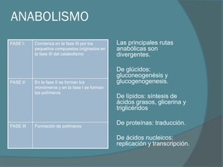 ANABOLISMO
FASE I:    Comienza en la fase III por los         Las principales rutas
           pequeños compuestos originados en        anabólicas son
           la fase III del catabolismo              divergentes.

                                                   De glúcidos:
                                                    gluconeogenésis y
FASE II:   En la fase II se forman los              glucogenogenesis.
           monómeros y en la fase I se forman
           los polímeros.
                                                   De lípidos: síntesis de
                                                    ácidos grasos, glicerina y
                                                    triglicéridos

FASE III   Formación de polímeros
                                                   De proteínas: traducción.

                                                   De ácidos nucleicos:
                                                    replicación y transcripción.
 