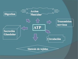 Accion
Digestion     Muscular

                                      Transmision
                                      nerviosa
                 ATP
Secreción
Glandular
                              Circulación


            Sintesis de tejidos
 