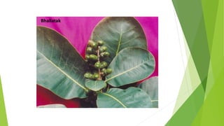 Concept of Rasayana in Ayurveda | PPT