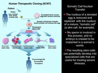 Dr. Monika Nema
Somatic Cell Nuclear
Transfer
The nucleus of a donated
egg is removed and
replaced with the nucleus
of a mature, "somatic cell"
(a skin cell, for example).
No sperm is involved in
this process, and no
embryo is created to be
implanted in a woman’s
womb.
The resulting stem cells
can potentially develop into
specialized cells that are
useful for treating severe
illnesses.
 