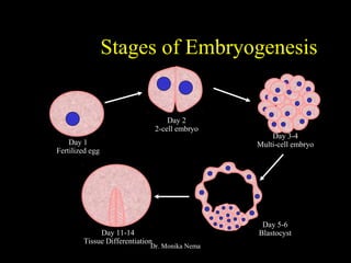 Stages of Embryogenesis
Day 1
Fertilized egg
Day 2
2-cell embryo
Day 3-4
Multi-cell embryo
Day 5-6
BlastocystDay 11-14
Tissue Differentiation
Dr. Monika Nema
 