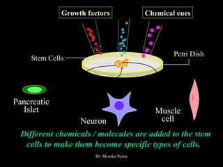 Neuron
Muscle
cell
Pancreatic
Islet
Petri Dish
Stem Cells
Different chemicals / molecules are added to the stem
cells to make them become specific types of cells.
Growth factors Chemical cues
Dr. Monika Nema
 