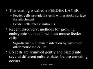 • This coating is called a FEEDER LAYER
– Feeder cells provide ES cells with a sticky surface
for attachment
– Feeder cells release nutrients
• Recent discovery: methods for growing
embryonic stem cells without mouse feeder
cells
– Significance – eliminate infection by viruses or
other mouse molecules
• ES cells are removed gently and plated into
several different culture plates before crowding
occurs
Dr. Monika Nema
 