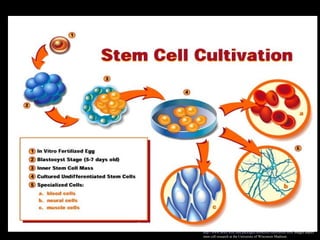 http://www.news.wisc.edu/packages/stemcells/illustration.html Images depict
stem cell research at the University of Wisconsin Madison.
Dr. Monika Nema
 