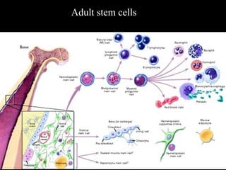 Dr. Monika Nema
Adult stem cellsAdult stem cells
 