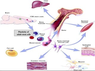Plasticity of
adult stem cells
Dr. Monika Nema
 