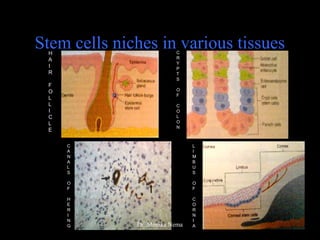 Stem cells niches in various tissuesH
A
I
R
F
O
L
L
I
C
L
E
C
R
Y
P
T
S
O
F
C
O
L
O
N
C
A
N
A
L
S
O
F
H
E
R
I
N
G
L
I
M
B
U
S
O
F
C
O
R
N
I
ADr. Monika Nema
 