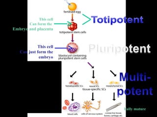 This cell
Can form the
Embryo and placenta
This cell
Can just form the
embryo
Fully matureDr. Monika Nema
 