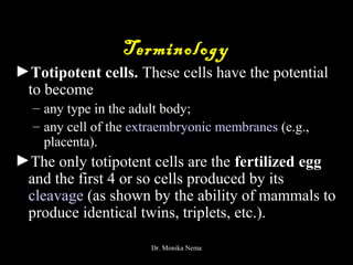 Terminology
►Totipotent cells. These cells have the potential
to become
– any type in the adult body;
– any cell of the extraembryonic membranes (e.g.,
placenta).
►The only totipotent cells are the fertilized egg
and the first 4 or so cells produced by its
cleavage (as shown by the ability of mammals to
produce identical twins, triplets, etc.).
Dr. Monika Nema
 