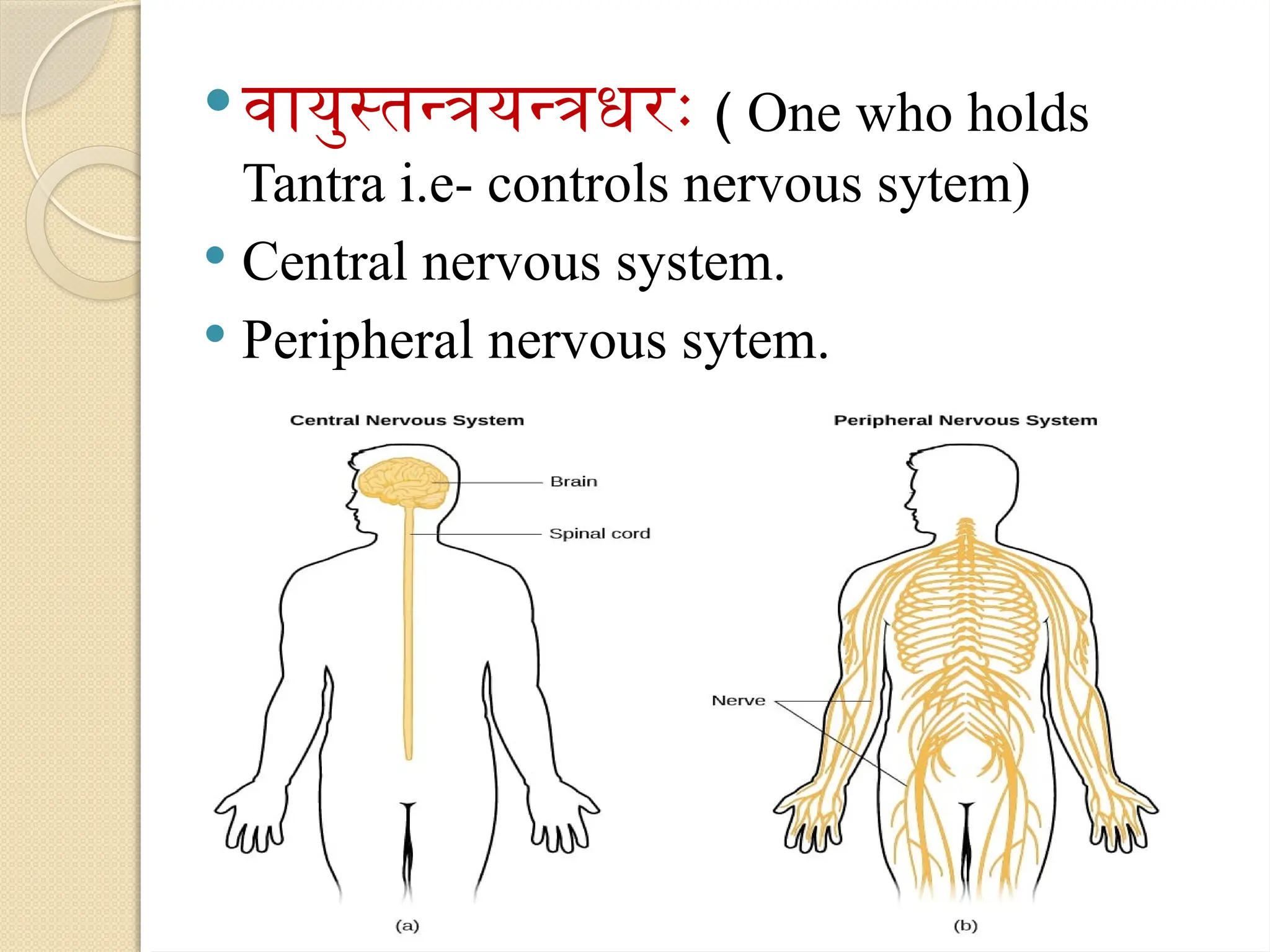 वायुस्तन्त्रयन्त्रधरः ( One who holds
Tantra i.e- controls nervous sytem)
 Central nervous system.
 Peripheral nervous sytem.
 