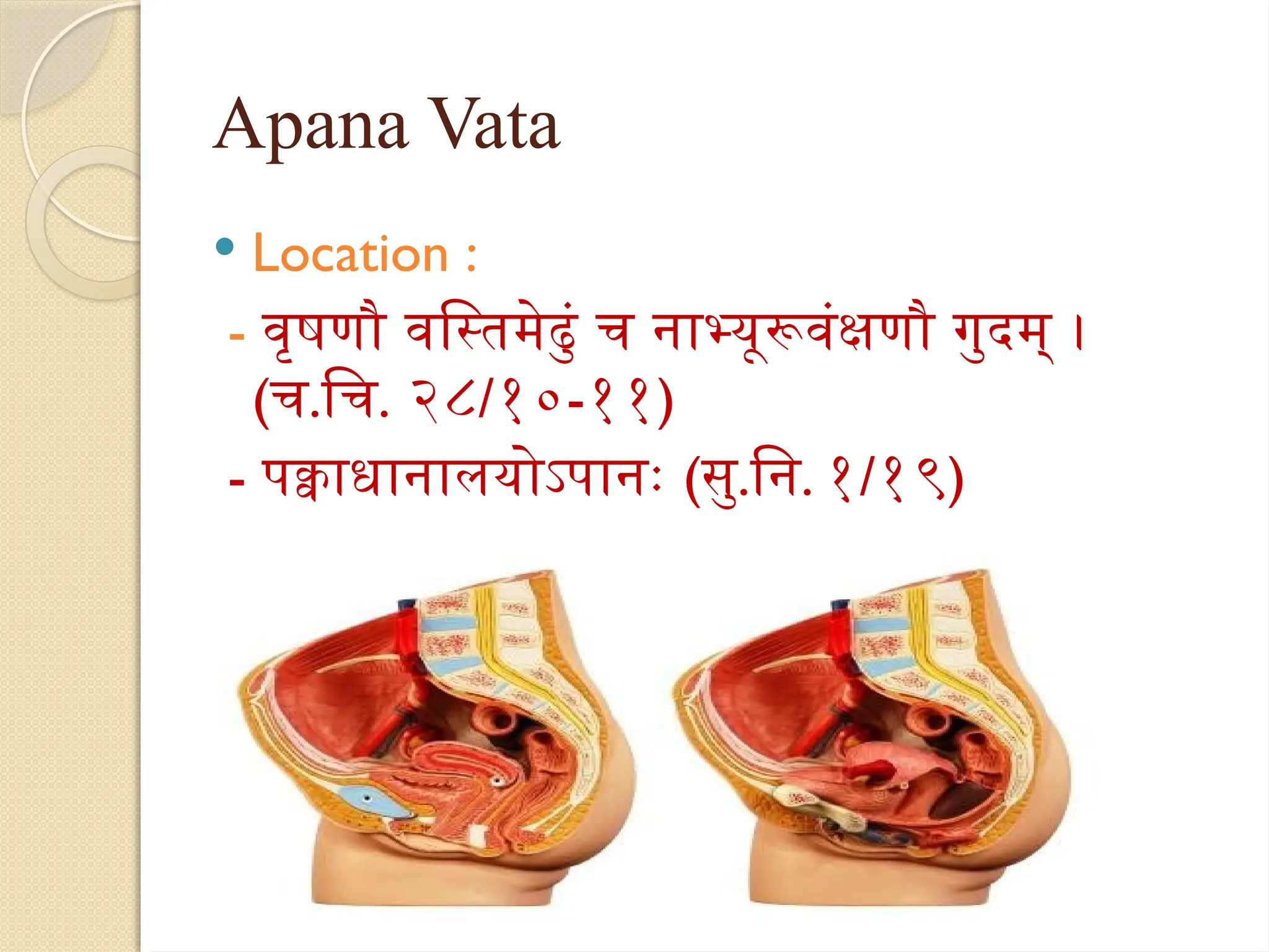 Apana Vata
 Location :
- वृषणौ वस्तिमेढुं च नाभ्यूरूवंक्षणौ गुदम् ।
(च.चि. २८/१०-११)
- पक्वाधानालयोऽपानः (सु.नि. १/१९)
 