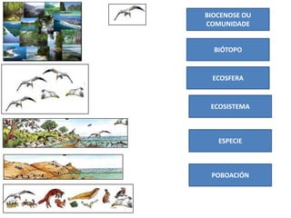 BIOCENOSE OU
COMUNIDADE
BIÓTOPO
ECOSFERA
ECOSISTEMA
ESPECIE
POBOACIÓN
 