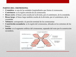 PARTES DEL CROMOSOMA
• Cromática: es una de las unidades longitudinales que forma el cromosoma.
• Centrómero: es la región estrecha de un cromosoma.
• Brazo corto: el brazo corto resulta de la división, por el centrómero, de la cromátida.
• Brazo largo: el brazo largo también resulta de la división, por el centrómero, de la
cromátida.
• Telómero: corresponde a la porción terminal de los cromosomas
• Constricción secundaria: es la región del cromosoma, ubicada en los extremos de los
brazos.
• Satélite: es el segmento esférico del cromosoma, separado del resto por la constricción
secundaria.
 