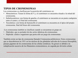 TIPOS DE CROMOSOMAS
Los cromosomas se clasifican por la posición del centrómero en:
• Metacéntricos: Tienen la forma de V, y el centrómero se encuentra situado a la mitad del
cromosoma.
• Subtelocentricos: con forma de gancho, el centrómero se encuentra en un punto cualquiera
entre el centro y el final del cromosoma
• Teocéntrico: con forma de bastoncillo el centrómero se encuentra en el ápice del propio
cromosoma. final del brazo del cromosoma
-Los cromosomas también se clasifican cuando se encuentran en grupo en:
• Diploides: que es portador de dos series idénticas de cromosomas.
• Haploide: célula u organismo que porta sólo un juego de cromosomas.
También existe un tipo de cromosoma llamado Cromosoma politécnicos: Estos cromosomas
que se descubrieron en 1931 en los núcleos de las glándulas salivales de la mosca Drosophila,
parejas gigantes de los cromosomas de las células somáticas. Su grosor es debido a la
reduplicación sucesiva de los filamentos cromosómicos, no seguida por división celular
 