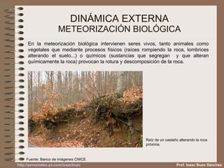 DINÁMICA EXTERNA METEORIZACIÓN BIOLÓGICA En la meteorización biológica intervienen seres vivos, tanto animales como vegetales que mediante procesos físicos (raíces rompiendo la roca, lombrices alterando el suelo...) o químicos (sustancias que segregan  y que alteran químicamente la roca) provocan la rotura y descomposición de la roca. Raíz de un castaño alterando la roca próxima. Fuente: Banco de imágenes CNICE Prof. Isaac Buzo Sánchez 