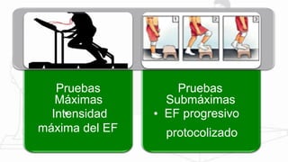 Pruebas
Máximas
Pruebas
Submáximas
•Intensidad • EF progresivo
protocolizadomáxima del EF
 