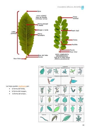 Conceptos básicos de botánica
10
Las hojas pueden clasificarse por:
la forma del limbo,
la forma del margen,
la forma de la base…
 