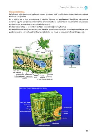 Conceptos básicos de botánica
11
Estructura de la hoja:
La hoja está cubierta por una epidermis, que en ocasiones, está recubierta por sustancias impermeables
formando una cutícula.
En el interior de la hoja se encuentra el mesófilo formado por parénquima, dividido en parénquima
clorofílico lagunar y el parénquima clorofílico en empalizada. Es aquí donde se encuentran las células ricas
en cloroplastos, en cuyo interior se realiza la fotosíntesis.
En el centro de la hoja se encuentran los haces conductores (xilema y floema).
En la epidermis de la hoja encontramos los estomas, que son una estructura formada por dos células que
pueden separarse entre ellas, abriendo un poro (ostiolo) por el cual se produce el intercambio gaseoso.
 