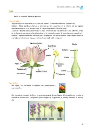 Conceptos básicos de botánica
12
FLOR
La flor es el órgano sexual de la planta.
Partes de la flor:
- Sépalos > hojas de color verde en la parte más externa. El conjunto de sépalos forma el cáliz.
- Pétalos > hojas grandes, brillantes y coloridas que se encuentran en el interior de los sépalos.
Envuelven las estructuras reproductoras. El conjunto de pétalos forma la corola.
- Androceo > órgano reproductor masculino. Está compuesto por los estambres. Cada estambre consta
de un filamento y una antera, la cual contiene en su interior los granos de polen (gametos masculinos).
- Gineceo > órgano reproductor femenino. Está formado por uno o más carpelos. Cada carpelo consta de
ovario (en su interior está el óvulo o primordio seminal), estilo y estigma.
Tipos de flor:
- Flor simple > una sola flor al final de cada rama, como una rosa,
una amapola…
- Flor compuesta > grupos de flores en una misma rama. Se ramifica de diferentes formas y recibe el
nombre de Inflorescencia. Un ejemplo son las margaritas, los girasoles, el romero, el tomillo, el plátano,
etc.
 
