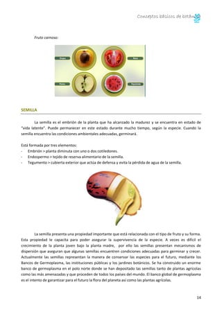 Conceptos básicos de botánica
14
Fruto carnoso:
SEMILLA
La semilla es el embrión de la planta que ha alcanzado la madurez y se encuentra en estado de
“vida latente”. Puede permanecer en este estado durante mucho tiempo, según la especie. Cuando la
semilla encuentra las condiciones ambientales adecuadas, germinará.
Está formada por tres elementos:
- Embrión > planta diminuta con uno o dos cotiledones.
- Endospermo > tejido de reserva alimentario de la semilla.
- Tegumento > cubierta exterior que actúa de defensa y evita la pérdida de agua de la semilla.
La semilla presenta una propiedad importante que está relacionada con el tipo de fruto y su forma.
Esta propiedad le capacita para poder asegurar la supervivencia de la especie. A veces es difícil el
crecimiento de la planta joven bajo la planta madre, por ello las semillas presentan mecanismos de
dispersión que aseguran que algunas semillas encuentren condiciones adecuadas para germinar y crecer.
Actualmente las semillas representan la manera de conservar las especies para el futuro, mediante los
Bancos de Germoplasma, las instituciones públicas y los jardines botánicos. Se ha construido un enorme
banco de germoplasma en el polo norte donde se han depositado las semillas tanto de plantas agrícolas
como las más amenazadas y que proceden de todos los países del mundo. El banco global de germoplasma
es el intento de garantizar para el futuro la flora del planeta así como las plantas agrícolas.
 