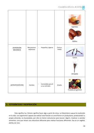 Conceptos básicos de botánica
16
Sapindus
Dátiles
DISPERSIÓN
MECÁNICA
Mecanismos
explosivos
- Pequeñas y ligeras Corta y
media
Cercis
Amapola
ANTROPOZOÓCORA Hombre
- Comestible para él
y sus animales
Amplia
Frutales en general
3. FOTOSÍNTESIS Y RESPIRACIÓN
Foto significa luz. Síntesis significa hacer algo a partir de otros. La fotosíntesis supuso la revolución
en la vida. Los organismos capaces de realizar esta función se convirtieron en productores, produciendo su
propio alimento, no buscándolo, por ello no tienen estructuras para buscar, digerir, masticar o asimilar
alimentos, sino que tienen una estructura diferente para realizar funciones diferentes. Eso es un vegetal,
planta, ser vivo.
 