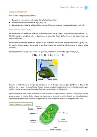 Conceptos básicos de botánica
17
¿Como es este proceso?
Para realizar este proceso hace falta:
Estructuras o maquinaria adecuada: cloroplastos, la clorofila.
Elementos que combinan entre: agua, CO2, luz.
Espacio donde realizarla: la hoja, el tallo cuando allí hay cloroplastos, incluso puede haber en la raíz.
Como funciona, ¿que ocurre?
La clorofila es una molécula parecida a la hemoglobina de la sangre, tiene facilidad para captar CO2.
También es como una placa solar ya que recoge la luz del sol (haces de luz formado por paquetes de luz
llamados fotones).
La magia del proceso reside en que a partir de dos sustancias abundantes en el planeta Tierra (agua y luz),
las plantas fueron capaces de cambiar la atmósfera haciendo posible la vida animal, o la vida de otras
maneras.
La energía de la luz ayuda a que el CO2 y el agua H2O, formen un compuesto, la glucosa C6H12O6.
CO2 + H2O = C6H12O6 + O2
Durante la fotosíntesis, La energía de los fotones són la fuerza necesaria para combinar el dióxido de
carbono con el agua y formar glucosa. De este proceso se obtiene oxígeno como producto de desecho que
se libera al aire, proporcionando a la atmósfera el elemento para la vida animal.
La fotosíntesis se produce en el interior de unas estructuras especializadas llamadas cloroplastos, que se
encuentran en el interior de las células (normalmente se encuentran en las hojas). Los cloroplastos son
unas bolsas que contienen clorofila, un pigmento de color verde que absorbe la energía de la luz solar.
Estructura de un cloroplasto
 