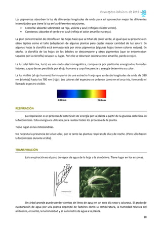 Conceptos básicos de botánica
18
Los pigmentos absorben la luz de diferentes longitudes de onda para así aprovechar mejor las diferentes
intensidades que tiene la luz en las diferentes estaciones.
Clorofila: absorbe sobretodo luz roja, violeta y azul (reflejan el color verde).
Carotenos: absorbe el verde y el azul (refleja el color amarillo-naranja).
La gran concentración de clorofila en las hojas hace que se tiñan de color verde, al igual que su presencia en
otros tejidos como el tallo (adaptación de algunas plantas para captar mayor cantidad de luz solar). En
algunas hojas la clorofila está enmascarada por otros pigmentos (algunas hojas tienen colores rojizos). En
otoño, la clorofila de las hojas de los árboles se descompone y otros pigmentos (que se encontraban
tapados por la clorofila) ocupan su lugar. Por ello se observan colores como amarillo, pardo o rojizo.
La luz (del latín lux, lucis) es una onda electromagnética, compuesta por partículas energizadas llamadas
fotones, capaz de ser percibida por el ojo humano y cuya frecuencia o energía determina su color.
La luz visible (al ojo humano) forma parte de una estrecha franja que va desde longitudes de onda de 380
nm (violeta) hasta los 780 nm (rojo). Los colores del espectro se ordenan como en el arco iris, formando el
llamado espectro visible.
RESPIRACIÓN
La respiración es el proceso de obtención de energía por la planta a partir de la glucosa obtenida en
la fotosíntesis. Esta energía es utilizada para realizar todos los procesos de la planta.
Tiene lugar en las mitocondrias.
No necesita la presencia de la luz solar, por lo tanto las plantas respiran de día y de noche. (Pero sólo hacen
la fotosíntesis durante el día).
TRANSPIRACIÓN
La transpiración es el paso de vapor de agua de la hoja a la atmósfera. Tiene lugar en los estomas.
Un árbol grande puede perder cientos de litros de agua en un solo día seco y caluroso. El grado de
evaporación de agua por una planta depende de factores como la temperatura, la humedad relativa del
ambiente, el viento, la luminosidad y el suministro de agua a la planta.
 