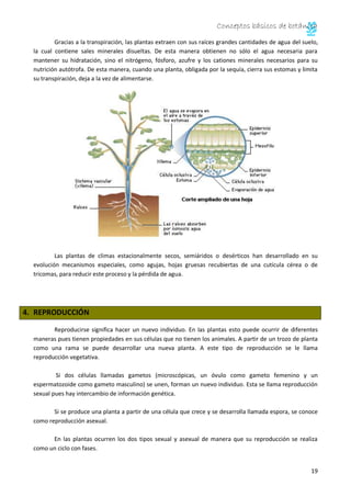 Conceptos básicos de botánica
19
Gracias a la transpiración, las plantas extraen con sus raíces grandes cantidades de agua del suelo,
la cual contiene sales minerales disueltas. De esta manera obtienen no sólo el agua necesaria para
mantener su hidratación, sino el nitrógeno, fósforo, azufre y los cationes minerales necesarios para su
nutrición autótrofa. De esta manera, cuando una planta, obligada por la sequía, cierra sus estomas y limita
su transpiración, deja a la vez de alimentarse.
Las plantas de climas estacionalmente secos, semiáridos o desérticos han desarrollado en su
evolución mecanismos especiales, como agujas, hojas gruesas recubiertas de una cutícula cérea o de
tricomas, para reducir este proceso y la pérdida de agua.
4. REPRODUCCIÓN
Reproducirse significa hacer un nuevo individuo. En las plantas esto puede ocurrir de diferentes
maneras pues tienen propiedades en sus células que no tienen los animales. A partir de un trozo de planta
como una rama se puede desarrollar una nueva planta. A este tipo de reproducción se le llama
reproducción vegetativa.
Si dos células llamadas gametos (microscópicas, un óvulo como gameto femenino y un
espermatozoide como gameto masculino) se unen, forman un nuevo individuo. Esta se llama reproducción
sexual pues hay intercambio de información genética.
Si se produce una planta a partir de una célula que crece y se desarrolla llamada espora, se conoce
como reproducción asexual.
En las plantas ocurren los dos tipos sexual y asexual de manera que su reproducción se realiza
como un ciclo con fases.
 