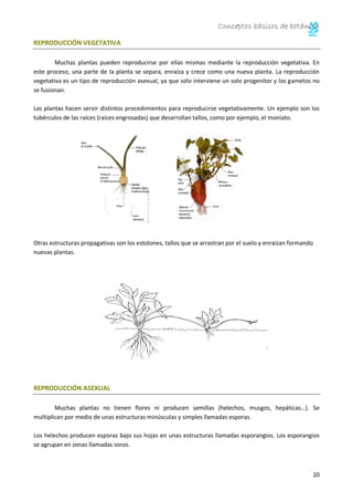 Conceptos básicos de botánica
20
REPRODUCCIÓN VEGETATIVA
Muchas plantas pueden reproducirse por ellas mismas mediante la reproducción vegetativa. En
este proceso, una parte de la planta se separa, enraíza y crece como una nueva planta. La reproducción
vegetativa es un tipo de reproducción asexual, ya que solo interviene un solo progenitor y los gametos no
se fusionan.
Las plantas hacen servir distintos procedimientos para reproducirse vegetativamente. Un ejemplo son los
tubérculos de las raíces (raíces engrosadas) que desarrollan tallos, como por ejemplo, el moniato.
Otras estructuras propagativas son los estolones, tallos que se arrastran por el suelo y enraízan formando
nuevas plantas.
REPRODUCCIÓN ASEXUAL
Muchas plantas no tienen flores ni producen semillas (helechos, musgos, hepáticas…). Se
multiplican por medio de unas estructuras minúsculas y simples llamadas esporas.
Los helechos producen esporas bajo sus hojas en unas estructuras llamadas esporangios. Los esporangios
se agrupan en zonas llamadas soros.
 