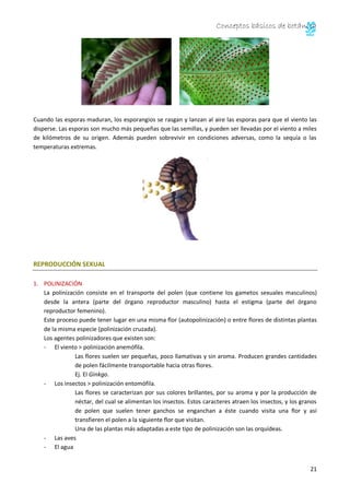 Conceptos básicos de botánica
21
Cuando las esporas maduran, los esporangios se rasgan y lanzan al aire las esporas para que el viento las
disperse. Las esporas son mucho más pequeñas que las semillas, y pueden ser llevadas por el viento a miles
de kilómetros de su origen. Además pueden sobrevivir en condiciones adversas, como la sequía o las
temperaturas extremas.
REPRODUCCIÓN SEXUAL
1. POLINIZACIÓN
La polinización consiste en el transporte del polen (que contiene los gametos sexuales masculinos)
desde la antera (parte del órgano reproductor masculino) hasta el estigma (parte del órgano
reproductor femenino).
Este proceso puede tener lugar en una misma flor (autopolinización) o entre flores de distintas plantas
de la misma especie (polinización cruzada).
Los agentes polinizadores que existen son:
- El viento > polinización anemófila.
Las flores suelen ser pequeñas, poco llamativas y sin aroma. Producen grandes cantidades
de polen fácilmente transportable hacia otras flores.
Ej. El Ginkgo.
- Los insectos > polinización entomófila.
Las flores se caracterizan por sus colores brillantes, por su aroma y por la producción de
néctar, del cual se alimentan los insectos. Estos caracteres atraen los insectos, y los granos
de polen que suelen tener ganchos se enganchan a éste cuando visita una flor y así
transfieren el polen a la siguiente flor que visitan.
Una de las plantas más adaptadas a este tipo de polinización son las orquídeas.
- Las aves
- El agua
 