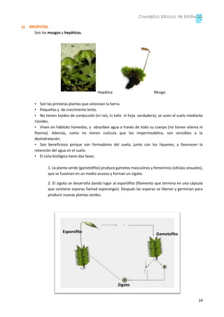 Conceptos básicos de botánica
24
a) BRIÓFITOS.
Son los musgos y hepáticas.
Hepática Musgo
• Son las primeras plantas que colonizan la tierra.
• Pequeñas y de crecimiento lento.
• No tienen tejidos de conducción (ni raíz, ni tallo ni hoja verdadera), se unen al suelo mediante
rizoides.
• Viven en hábitats húmedos, y absorben agua a través de todo su cuerpo (no tienen xilema ni
floema). Además, como no tienen cutícula que les impermeabilice, son sensibles a la
deshidratación.
• Son beneficioso porque son formadores del suelo, junto con los líquenes, y favorecen la
retención del agua en el suelo.
• El ciclo biológico tiene dos fases:
1. La planta verde (gametófito) produce gametos masculinos y femeninos (células sexuales),
que se fusionan en un medio acuoso y forman un zigoto.
2. El zigoto se desarrolla dando lugar al esporófito (filamento que termina en una cápsula
que contiene esporas llamad esporangio). Después las esporas se liberan y germinan para
producir nuevas plantas verdes.
Esporofito
Gametofito
Zigoto
 
