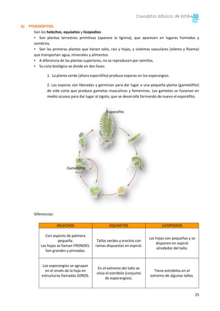 Conceptos básicos de botánica
25
Esporofito
Gametófito
b) PTERIDÓFITOS.
Son los helechos, equisetos y licopodios.
• Son plantas terrestres primitivas (aparece la lignina), que aparecen en lugares húmedos y
sombríos.
• Son las primeras plantas que tienen tallo, raíz y hojas, y sistemas vasculares (xilema y floema)
que transportan agua, minerales y alimentos.
• A diferencia de las plantas superiores, no se reproducen por semillas.
• Su ciclo biológico se divide en dos fases:
1. La planta verde (ahora esporófito) produce esporas en los esporangios.
2. Las esporas son liberadas y germinan para dar lugar a una pequeña planta (gametófito)
de vida corta que produce gametos masculinos y femeninos. Los gametos se fusionan en
medio acuoso para dar lugar al zigoto, que se desarrolla formando de nuevo el esporófito.
Diferencias:
HELECHOS EQUISETOS LICOPODIOS
Con aspecto de palmera
pequeña.
Las hojas se llaman FRONDES.
Son grandes y pinnadas.
Tallos verdes y erectos con
ramas dispuestas en espiral.
Las hojas son pequeñas y se
disponen en espiral
alrededor del tallo.
Los esporangios se agrupan
en el envés de la hoja en
estructuras llamadas SOROS.
En el extremo del tallo se
sitúa el estróbilo (conjunto
de esporangios).
Tiene estróbilos en el
extremo de algunos tallos.
 