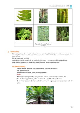 Conceptos básicos de botánica
26
También llamado “cola de
caballo”.
c) CORMÓFITOS.
Plantas superiores de porte arbustivo o arbóreo con raíces, tallos y hojas y un sistema vascular bien
desarrollado.
Se reproducen por semillas.
Se encuentran en la mayoría de los ambientes terrestres y en muchos ambientes acuáticos.
Estas plantas se dividen en dos grupos, según donde se desarrolle esta semilla:
C1) GIMNOSPERMAS.
Tienen semillas desnudas, las cuales no están rodeadas de un fruto.
Son plantas leñosas.
Podemos distinguir tres clases de gimnospermas:
Cycas.
Árboles pequeños parecidos a las palmeras, pero no tienen nada que ver con ellas.
Son plantas muy primitivas, están en el planeta hace 200 millones de años.
El crecimiento es uno de los más lentos del mundo vegetal, pueden crecer 1cm cada 10
años.
 