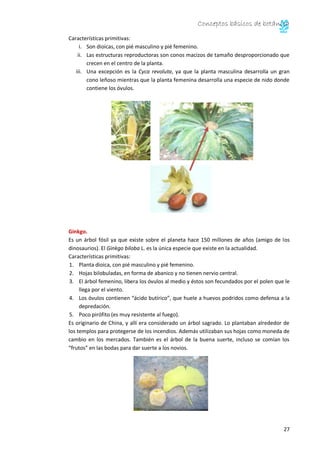 Conceptos básicos de botánica
27
Características primitivas:
i. Son dioicas, con pié masculino y pié femenino.
ii. Las estructuras reproductoras son conos macizos de tamaño desproporcionado que
crecen en el centro de la planta.
iii. Una excepción es la Cyca revoluta, ya que la planta masculina desarrolla un gran
cono leñoso mientras que la planta femenina desarrolla una especie de nido donde
contiene los óvulos.
Ginkgo.
Es un árbol fósil ya que existe sobre el planeta hace 150 millones de años (amigo de los
dinosaurios). El Ginkgo biloba L. es la única especie que existe en la actualidad.
Características primitivas:
1. Planta dioica, con pié masculino y pié femenino.
2. Hojas bilobuladas, en forma de abanico y no tienen nervio central.
3. El árbol femenino, libera los óvulos al medio y éstos son fecundados por el polen que le
llega por el viento.
4. Los óvulos contienen “ácido butírico”, que huele a huevos podridos como defensa a la
depredación.
5. Poco pirófito (es muy resistente al fuego).
Es originario de China, y allí era considerado un árbol sagrado. Lo plantaban alrededor de
los templos para protegerse de los incendios. Además utilizaban sus hojas como moneda de
cambio en los mercados. También es el árbol de la buena suerte, incluso se comían los
“frutos” en las bodas para dar suerte a los novios.
 