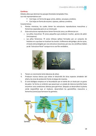 Conceptos básicos de botánica
28
Coníferas.
Árboles altos que dominan los paisajes forestales templados-fríos.
Los más representativos son:
 Con hojas en forma de aguja: pinos, abetos, secuoyas y enebros.
 Con hojas en forma de escama: cipreses, sabinas y enebros.
Características:
1. Plantas monoicas, las cuales tienen las estructuras reproductoras masculinas y
femeninas separadas pero en un mismo pié.
2. Estas estructuras reproductoras tienen forma de cono y se diferencian en:
o Las piñas masculinas  conos pequeños que producen muchos granos de polen
(microsporas).
o Las piñas femeninas  conos leñosos (piñas) formados por un conjunto de
brácteas en cuya base se localizan los óvulos. A diferencia del ginkgo y de las cycas,
el óvulo está protegido por una estructura (escamas), por eso, los científicos hablan
ya de “estructura floral” aunque no es una flor verdadera.
Ciprés
3. Tienen un crecimiento lento (decenas de años).
4. Producen resinas tóxicas que evitan el desarrollo de otras especies alrededor del
árbol y les sirve de protección frente al ataque de insectos.
5. El ciclo biológico empieza en la fecundación por el viento de un óvulo por un grano
de polen. Se forma un embrión que pasará por un estado de latencia (semilla) hasta
encontrar unas condiciones idóneas para germinar. Después se desarrollará la planta
verde (esporófito) que al madurar, desarrollará los gametófitos masculino y
femenino (conos) que formaran los gametos.
 