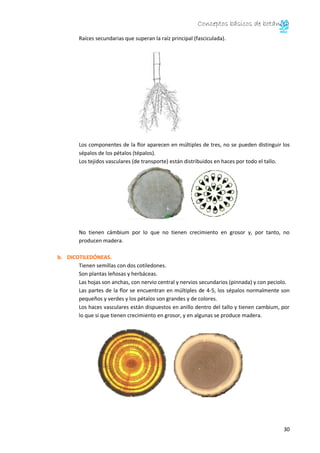 Conceptos básicos de botánica
30
Raíces secundarias que superan la raíz principal (fasciculada).
Los componentes de la flor aparecen en múltiples de tres, no se pueden distinguir los
sépalos de los pétalos (tépalos).
Los tejidos vasculares (de transporte) están distribuidos en haces por todo el tallo.
No tienen cámbium por lo que no tienen crecimiento en grosor y, por tanto, no
producen madera.
b. DICOTILEDÓNEAS.
Tienen semillas con dos cotiledones.
Son plantas leñosas y herbáceas.
Las hojas son anchas, con nervio central y nervios secundarios (pinnada) y con peciolo.
Las partes de la flor se encuentran en múltiples de 4-5, los sépalos normalmente son
pequeños y verdes y los pétalos son grandes y de colores.
Los haces vasculares están dispuestos en anillo dentro del tallo y tienen cambium, por
lo que si que tienen crecimiento en grosor, y en algunas se produce madera.
 
