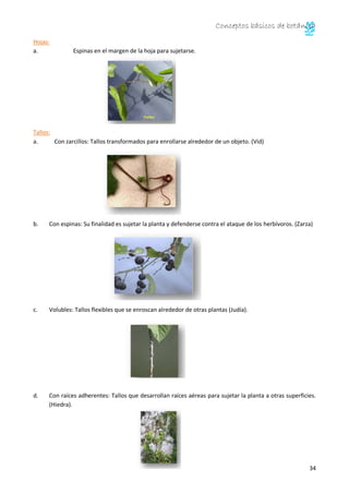 Conceptos básicos de botánica
34
Hojas:
a. Espinas en el margen de la hoja para sujetarse.
Tallos:
a. Con zarcillos: Tallos transformados para enrollarse alrededor de un objeto. (Vid)
b. Con espinas: Su finalidad es sujetar la planta y defenderse contra el ataque de los herbívoros. (Zarza)
c. Volubles: Tallos flexibles que se enroscan alrededor de otras plantas (Judía).
d. Con raíces adherentes: Tallos que desarrollan raíces aéreas para sujetar la planta a otras superficies.
(Hiedra).
 
