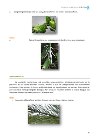 Conceptos básicos de botánica
35
e. Con prolongaciones del tallo que les ayudan a adherirse a la pared o otras superficies.
Raíces:
a. Raíz verde que tiene una gruesa epidermis donde retiene agua (orquídeas).
MEDITERRÁNEAS
La vegetación mediterránea está sometida a unas condiciones climáticas caracterizadas por la
presencia de un verano bastante caluroso, durante el cual las precipitaciones son prácticamente
inexistentes. Estas plantas, al vivir en ambientes donde las precipitaciones son escasas, deben soportar
periodos más o menos prolongados de sequía. Para sobrevivir necesitan controlar la pérdida de agua. Son
plantas xerófitas porque viven adaptadas a la falta de agua.
Hojas:
Reducción del tamaño de las hojas, llegando a ser, en algunas plantas, espinas.
 