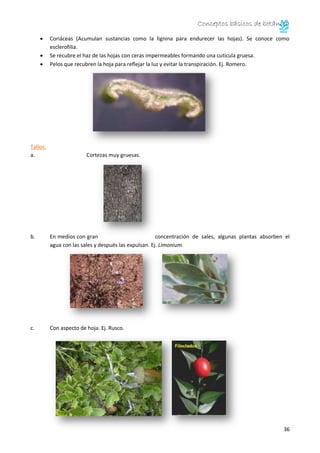 Conceptos básicos de botánica
36
Coriáceas (Acumulan sustancias como la lignina para endurecer las hojas). Se conoce como
esclerofilia.
Se recubre el haz de las hojas con ceras impermeables formando una cutícula gruesa.
Pelos que recubren la hoja para reflejar la luz y evitar la transpiración. Ej. Romero.
Tallos:
a. Cortezas muy gruesas.
b. En medios con gran concentración de sales, algunas plantas absorben el
agua con las sales y después las expulsan. Ej. Limonium.
c. Con aspecto de hoja. Ej. Rusco.
 
