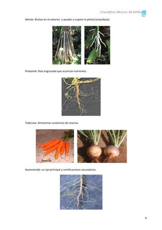 Conceptos básicos de botánica
6
Aéreas: Brotan en el exterior y ayudan a sujetar la planta (orquídeas).
Pivotante: Raíz engrosada que acumula nutrientes.
Tuberosa: Almacenan sustancias de reserva.
Axonomorfa: un eje principal y ramificaciones secundarias.
 