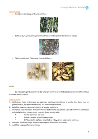 Conceptos básicos de botánica
8
Tipos de tallos:
o Herbáceos: blandos y verdes, no es leñoso.
o Leñosos: duro y resistente, generalmente no es verde, también denominado tronco.
o Tallos modificados: Tubérculos, rizomas, bulbos,…
HOJA
Las hojas son apéndices laterales del tallo con crecimiento limitado donde se realizan la fotosíntesis
y el intercambio gaseoso.
Tipos de hojas:
1. Cotiledones: hojas embrionales que aparecen tras la germinación de la semilla. Hay dos o más en
gimnospermas, dos en dicotiledóneas y una en monocotiledóneas.
2. Catafilos: hojas normalmente incoloras de función protectora.
3. Nomófilos: hojas normales. Realizan la función de fotosíntesis (captan la luz y la transforman en energía
química) y facilitan el intercambio gaseoso. Tienen una duración:
 Plantas perennes: 2-3 años.
 Plantas caducas: un periodo vegetativo.
 En Welwitschia las hojas duran toda la vida y son de crecimiento continuo.
4. Hipsofilos o brácteas: hojas verdes que protegen o acompañan a las flores.
5. Antófilos: hojas que forman las flores.
 