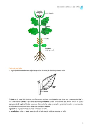 Conceptos básicos de botánica
9
Partes de una hoja:
La hoja típica consta de diversas partes que son el limbo, el peciolo y la base foliar.
El limbo es la superficie laminar, con frecuencia verde y muy delgada, que tiene una cara superior (haz) y
una cara inferior (envés) y que está recorrida por nervios (haces conductores por donde circula el agua y
los nutrientes). Según el limbo, podemos diferenciar las hojas en simples (un único limbo) o en compuestas
(el limbo está dividido en hojas separadas llamadas foliolos).
El peciolo es el pedúnculo que une el limbo con el tallo.
La base foliar o vaina es la parte por donde la hoja queda unida al nudo de un tallo.
 