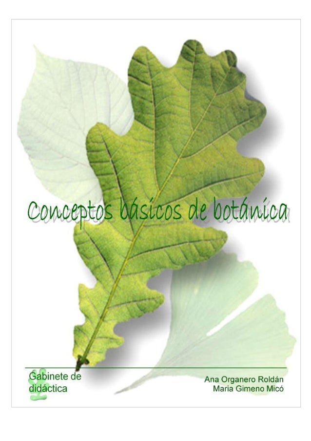 Resultado de imagen para conceptos basicos de botanica
