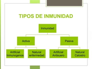 Inmunidad
Activa
Artificial
Inmunogenos
Natural
enfermedad
Pasiva
Artificial
Antisuero
Natural
Calostro
TIPOS DE INMUNIDAD
 