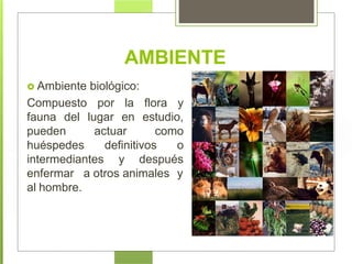 Ambiente biológico:
Compuesto por
lugar
la flora y
en
actuar
estudio,
como
fauna del
pueden
huéspedes definitivos o
intermediantes y después
a otros animales yenfermar
al hombre.
AMBIENTE
 